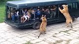 游客坐车进动物园，结果却被两只老虎围攻，太吓人了！
