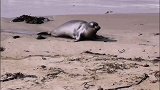 看看可爱的海豹胖子是怎样走路的