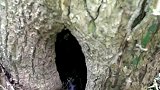 母猫被流浪狗咬死，小猫躲在树洞瑟瑟发抖，好人拿来食物喂它们！