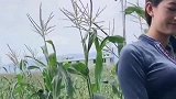 两个漂亮姐姐不好好掰玉米，在玉米地就跳了起来
