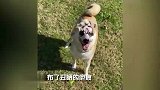 狗狗因火灾受伤，成为治疗犬治愈人类