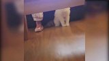 发现情况不对，猫咪立马躲起来了，真是个机灵的猫咪！