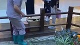 保洁员将两只鸭子放起，随后从箱子拿出两只替换