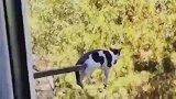 奶牛猫的思维确实独特，看看这休息方式！