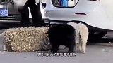 狗：我一个过肩摔让你求饶 你信不信