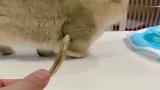 猫咪为了证明自己听话，不吃小鱼干