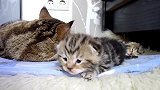 软萌萌的小奶猫上线，这小表情，可爱极了！