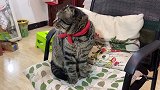 猫被主人带到陌环境，久久不能适应
