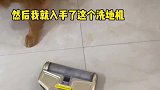 不要问我养狗掉毛怎么办了，没办法只有天天做清洁最实在啊！