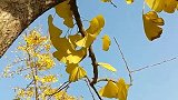 今天天气太好了，漂亮的银杏叶快掉完了，拍个视频，慢慢看