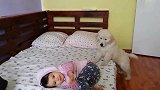 宝宝跑到床上，狗子只能咬床单，好欢乐啊