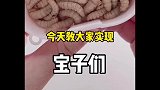 玉米虫繁殖致富省钱教程该交交作业了啊，一个月了，都养出来了没？