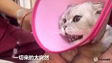 折耳猫咪发病这十多天，每天都在用行动告诉我：王者是不会认输的