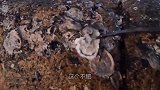 猪猪今天佛系赶海，野生海货抓起来就生吃，这味道一般人接受不了