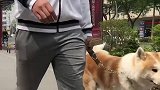 带着扁扁走在街上就是拉风