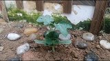 西瓜成长记第六天：西瓜是怎么浇水的