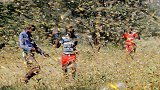 凭借鸭子可以把4000亿只蝗虫消灭吗？看完才明白没那么简单！