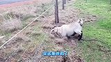 爆笑：这是谁家的媳妇儿，猪都嫌弃她了，快点领回家去吧！