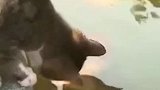 你相信吗猫和鱼居然还会有爱情，傻了傻了