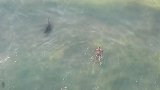 惊险！澳大利亚一名游泳者被海浪推向2米长鲨鱼