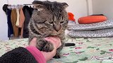 猫咪：你烦不烦！絮叨够了没