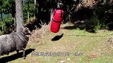 老外在森林里挂了个拳击沙袋，引来一只野山羊，这羊太逗了