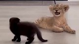 这两招给狮子都整笑了！