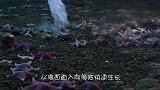 海洋里的“死亡冰柱”，从海面直入向海底生长，所到之处无一生还