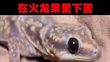 壁虎为什么在火龙果里下蛋