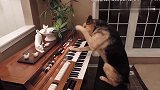 狗狗成精了会弹钢琴，网友：我还不如狗