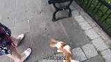 女子买猫粮回家，却遭小猫劫道，还意外抓出同伙