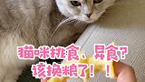 猫咪反常的行为一定是有原因的！家长们，快看看是不是应该换粮了？
