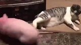 论猫咪的后脚劲儿有多大
