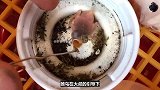大叔捡到两枚蛋，没想到孵化出长相奇怪的雏鸟，养大后颜值真高！