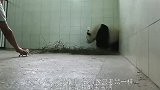 初为人母的大熊猫，见到宝宝的第一眼，镜头拍下搞笑画面