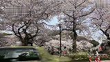 8分钟带你走遍日本各地的春天