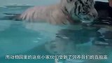 小白虎贪玩不肯回家，结果虎妈一声怒吼后，下面搞笑的一幕发生