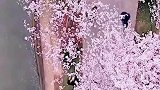 无锡鼋头渚十里樱花十里尘美得像一幅画，你心动了吗