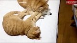 猫咪给狗按摩，狗给猫咪舔手，我已分不清，这是爱情还是友情！