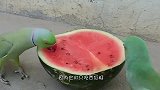 主人喂鸡吃西瓜，看到它们的吃瓜方式，网友们不淡定了