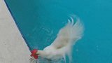 这家伙到底会不会游泳老外把它放到泳池做测试，想吃我就直说！