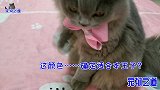 全家六只肥猫一只比一只胖，铲屎官还经常给加餐，吃前要按铃