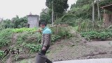 二叔家生姜大丰收，四娃挖点回家做泡菜，四川人煮鱼少不了的配料