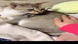 小猫咪我养你1年了，摸一下怎么啦