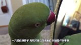 鹦鹉照镜子，竟然对自己深情表白，网友：厚颜无耻！