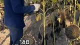农民收割葵花插盘晾晒，两刀一插、一秒一个、纵享丝滑！