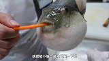 河豚膨胀时，用针扎一下会爆炸吗？看完真是长知识了