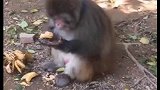 猴子第一次吃榴莲的反应，感觉跟手上有那啥一样
