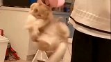 橘猫：赶紧放开我，不然我就用佛上无影脚踢你了