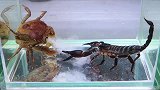 螃蟹大战蝎子